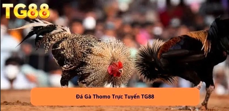 Các bước để tham gia chọi Đá gà Thomo trực tiếp