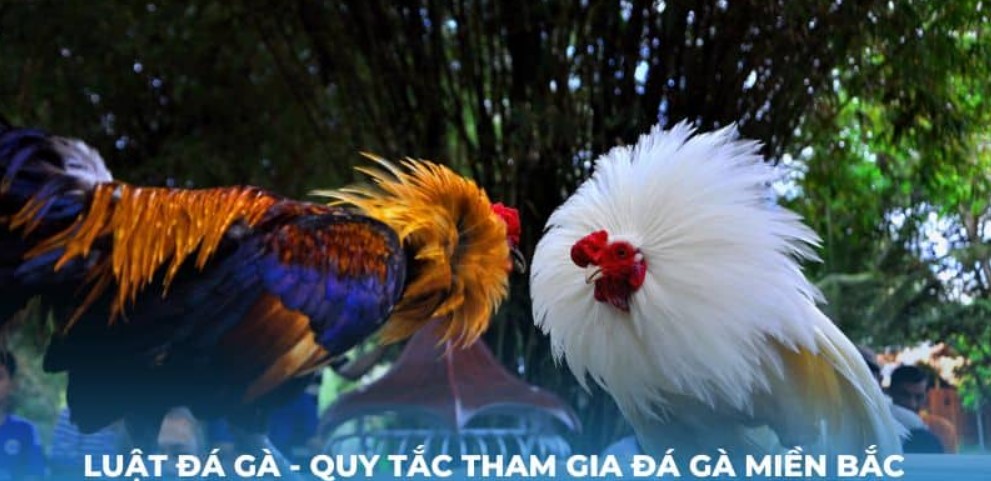 luật đá gà